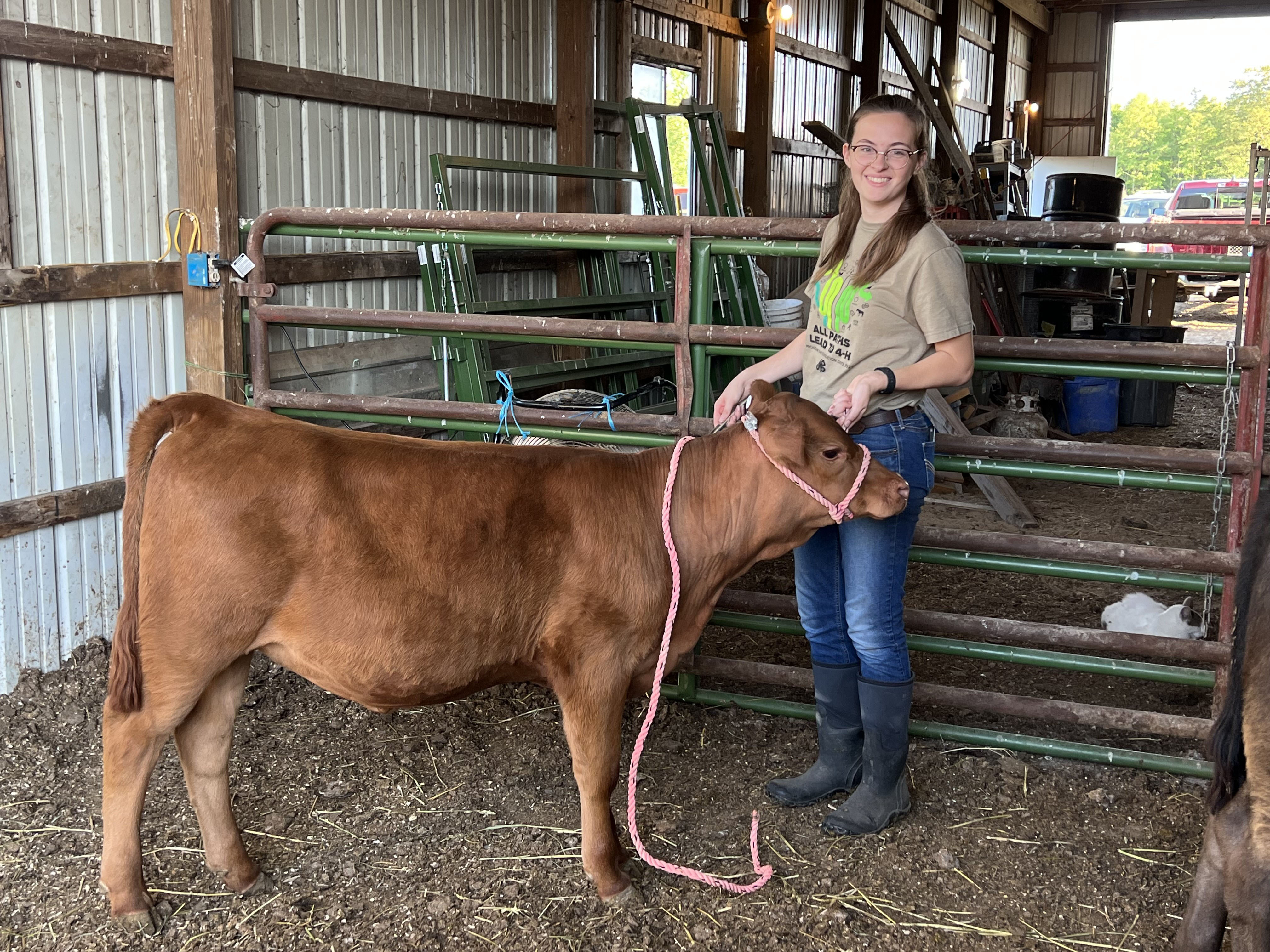 A girl with a red calf in a barn.